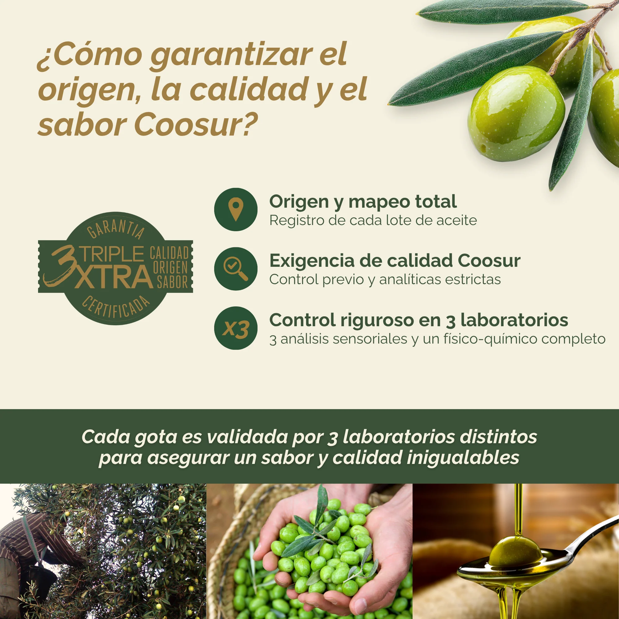 Aceite de Oliva Virgen Extra 5L Selección Cooperativa FJRG - Image 3